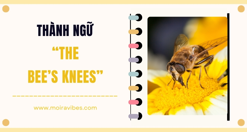 https://tienganhmoiravibes.com/tu-hoc/nguon-goc-thanh-ngu-the-bees-knees-va-vi-du/